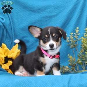 Willow, Pembroke Welsh Corgi Puppy